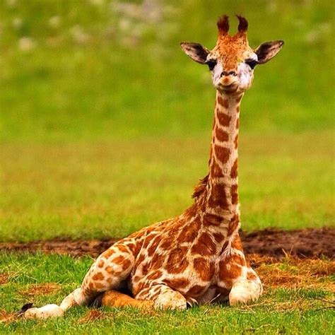 cute giraffe pics